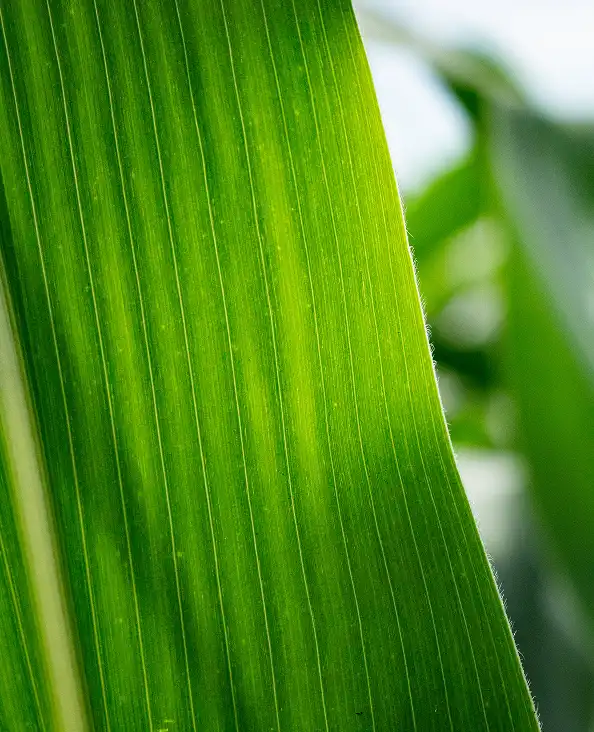 healthy corn leaf