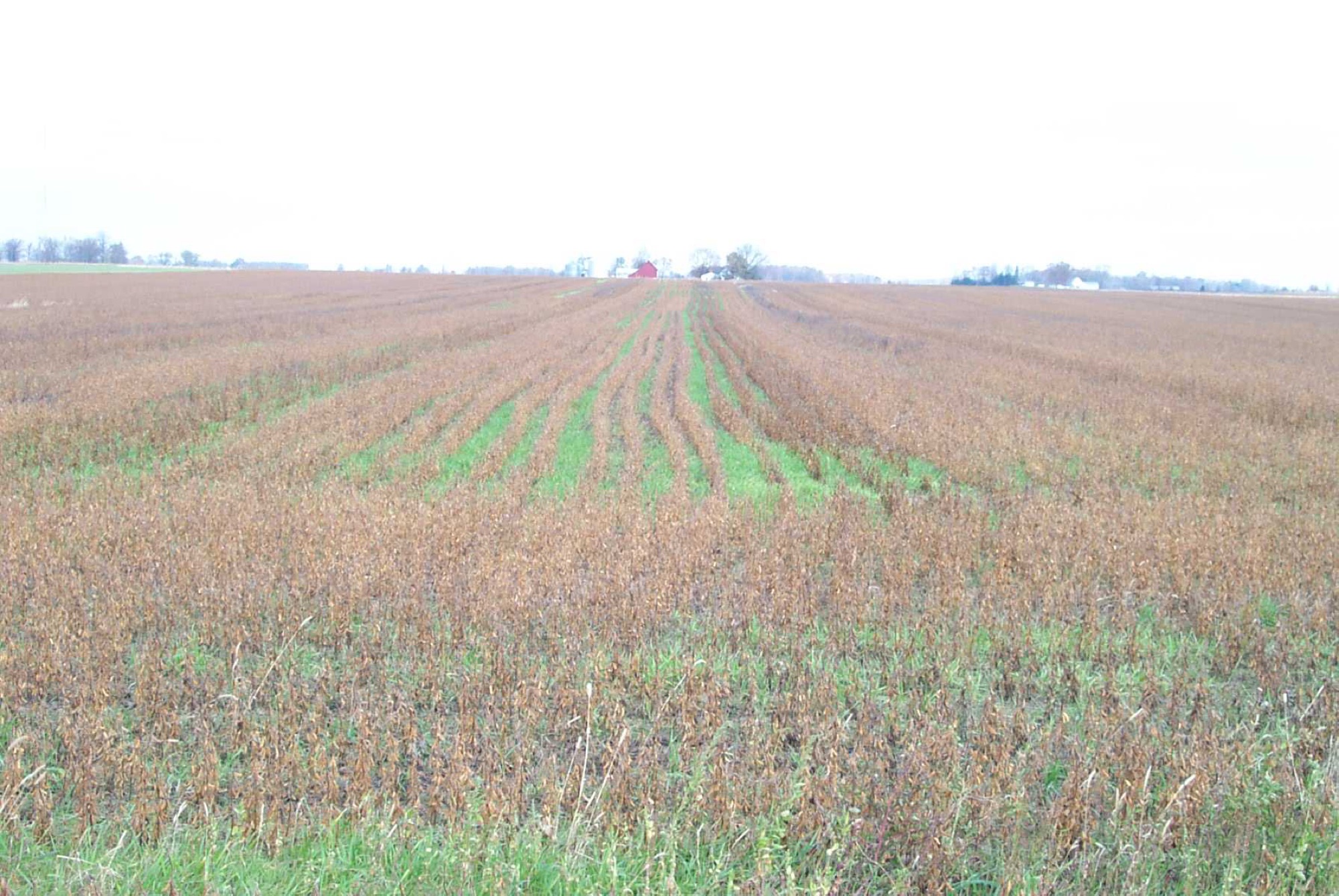 Soybeans field