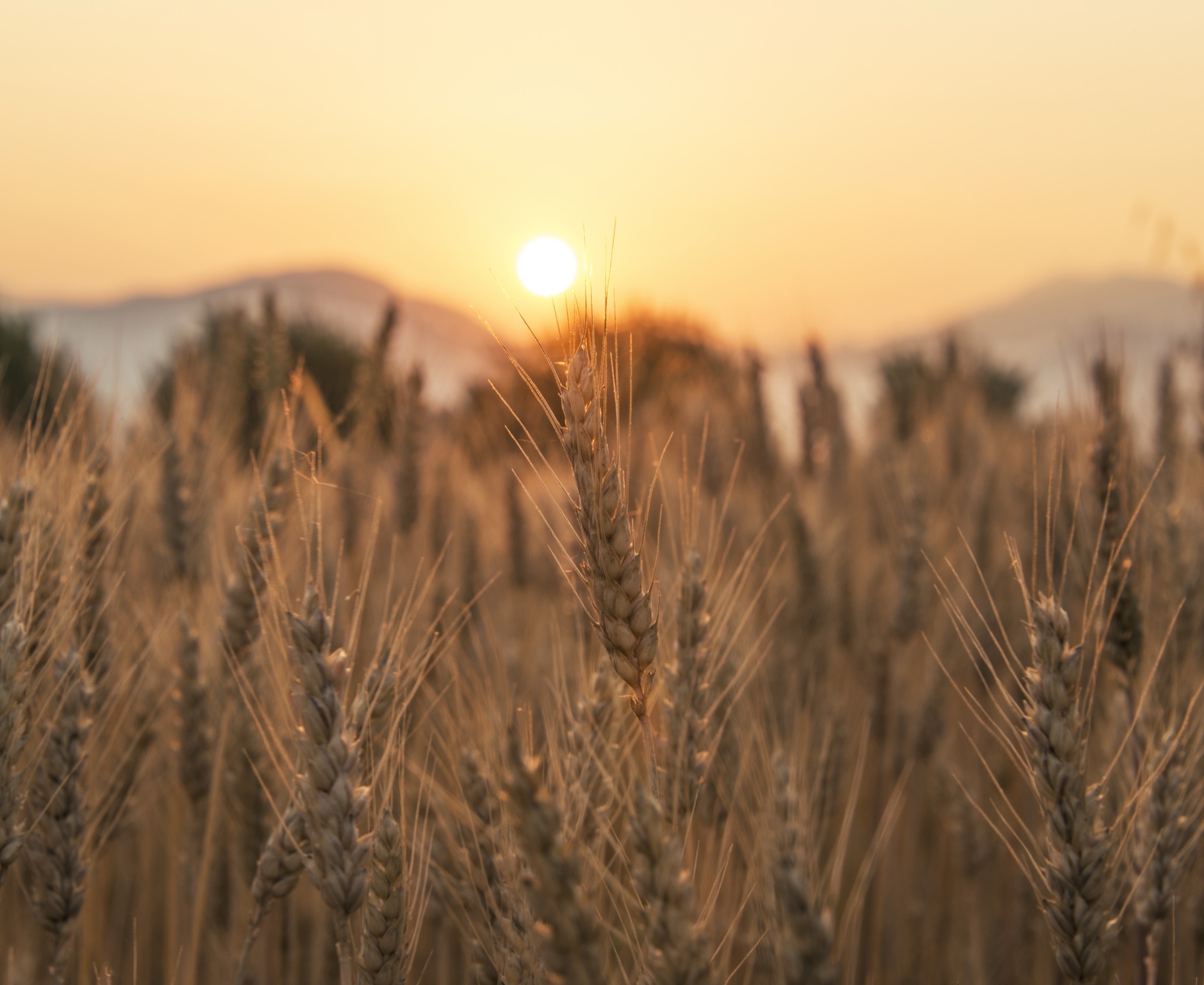 Wheat field